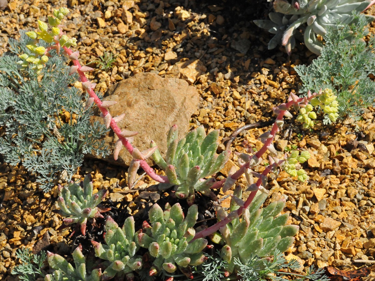 Изображение особи Dudleya cespitosa.