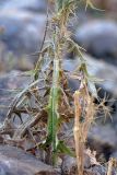 Cirsium vulgare