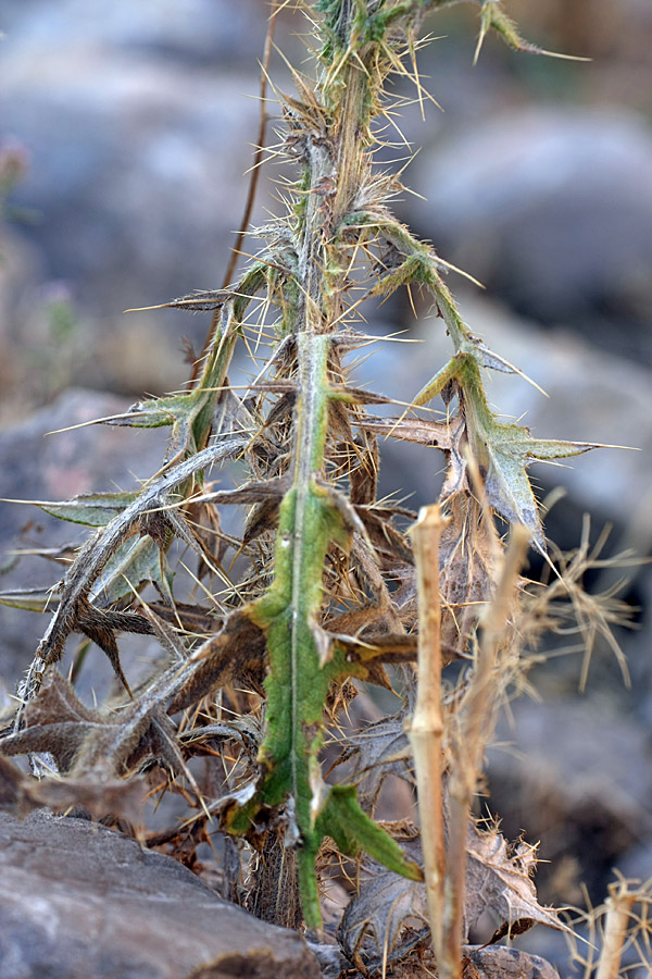 Изображение особи Cirsium vulgare.