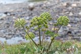 Archangelica officinalis. Верхушка плодоносящего растения. Мурманская обл., п-ов Рыбачий, берег р. Скорбеевская, заросли Salix. 30.07.2015.