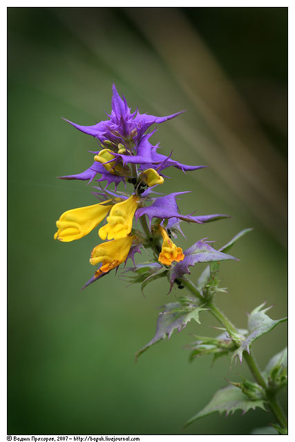 Image of Melampyrum nemorosum specimen.