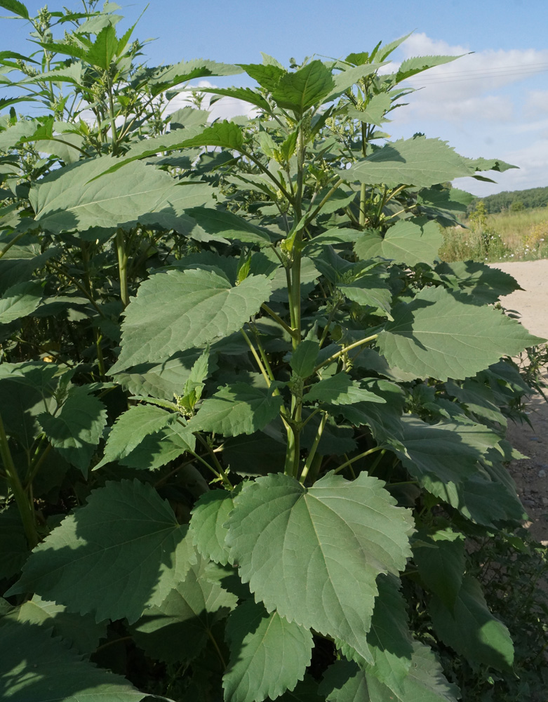 Изображение особи Cyclachaena xanthiifolia.