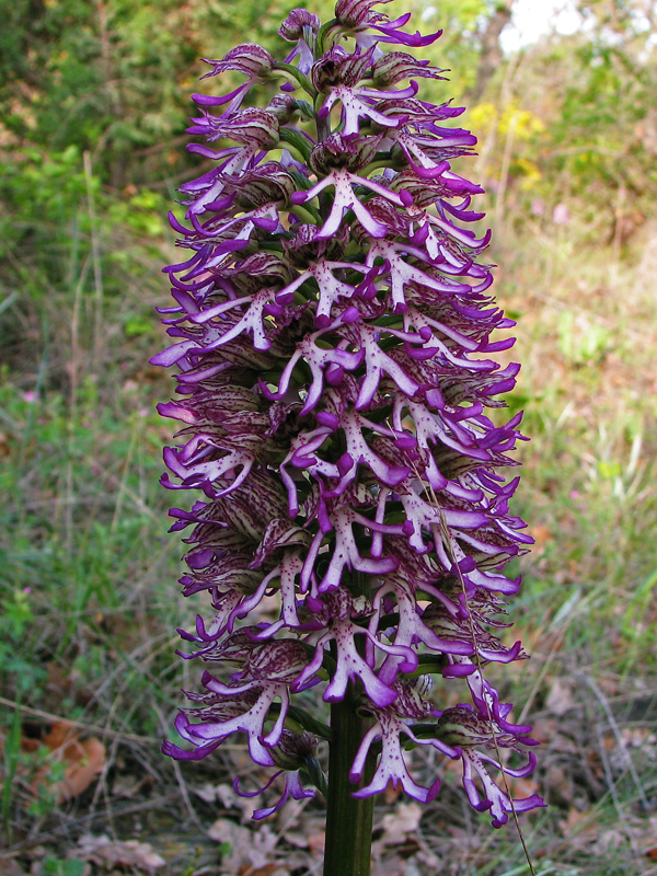 Изображение особи Orchis &times; angusticruris.