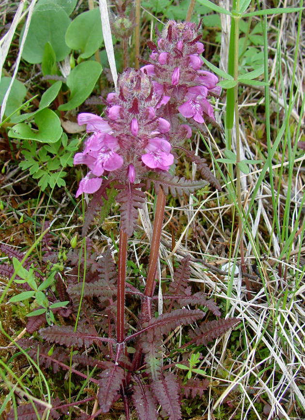 Image of Pedicularis verticillata specimen.