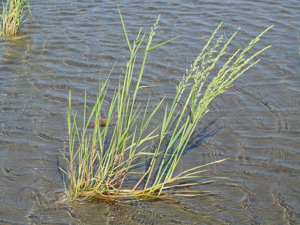 Image of Beckmannia syzigachne specimen.