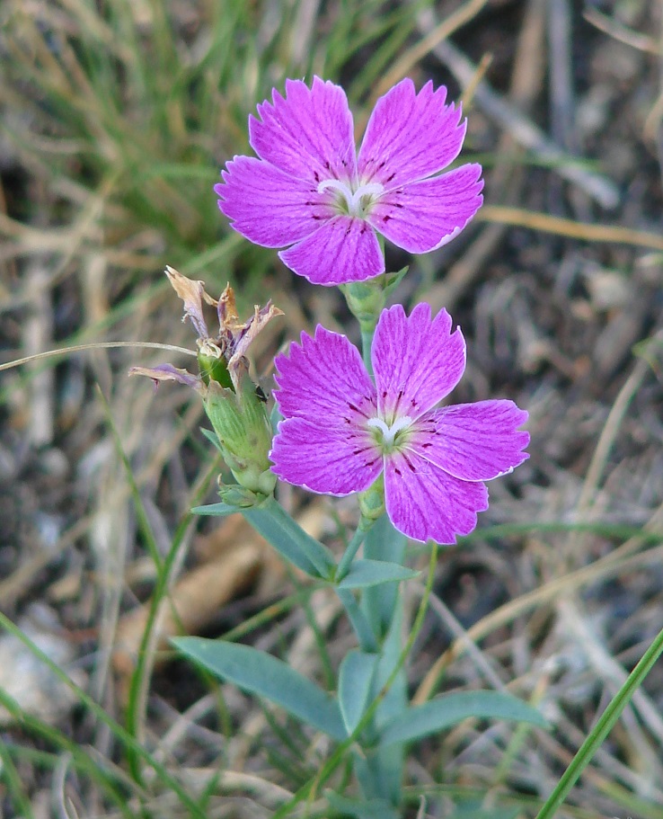 Изображение особи Dianthus versicolor.