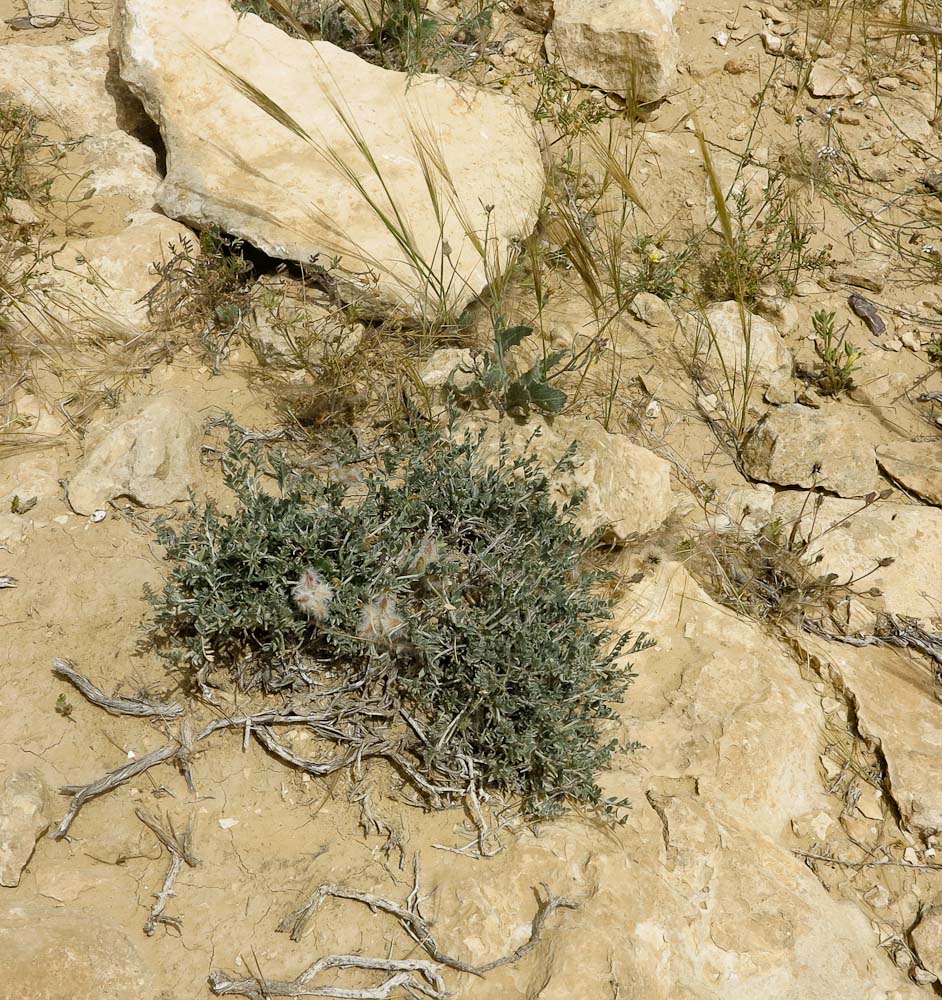 Изображение особи Astragalus amalecitanus.