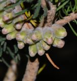 Calothamnus villosus