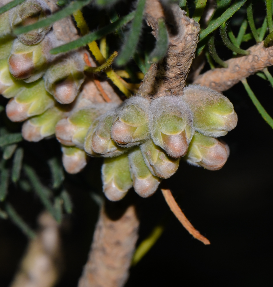 Изображение особи Calothamnus villosus.