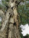 Eucalyptus globulus. Часть ствола с кроной. Испания, Андалусия, г. Малага, ботанический сад \"La Concepcion\". Август 2015 г.