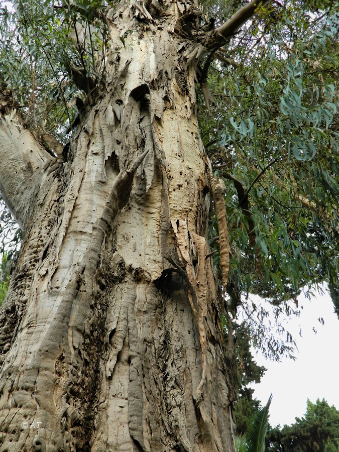 Image of Eucalyptus globulus specimen.