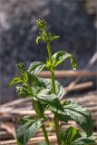 Scrophularia nodosa. Верхушки побегов с нераспустившимися соцветиями. Карелия, Заонежье, граница песчаного пляжа и леса, преимущественно соснового. 14.06.2015.