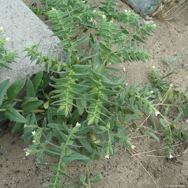 Image of Nonea lutea specimen.