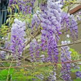 Wisteria sinensis