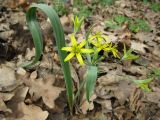 Gagea lutea. Цветущее растение. Украина, Киевская обл., Киево-Святошинский р-н, лесной заказник \"Жуков хутор\", дубовый лес. 05.04.2016.