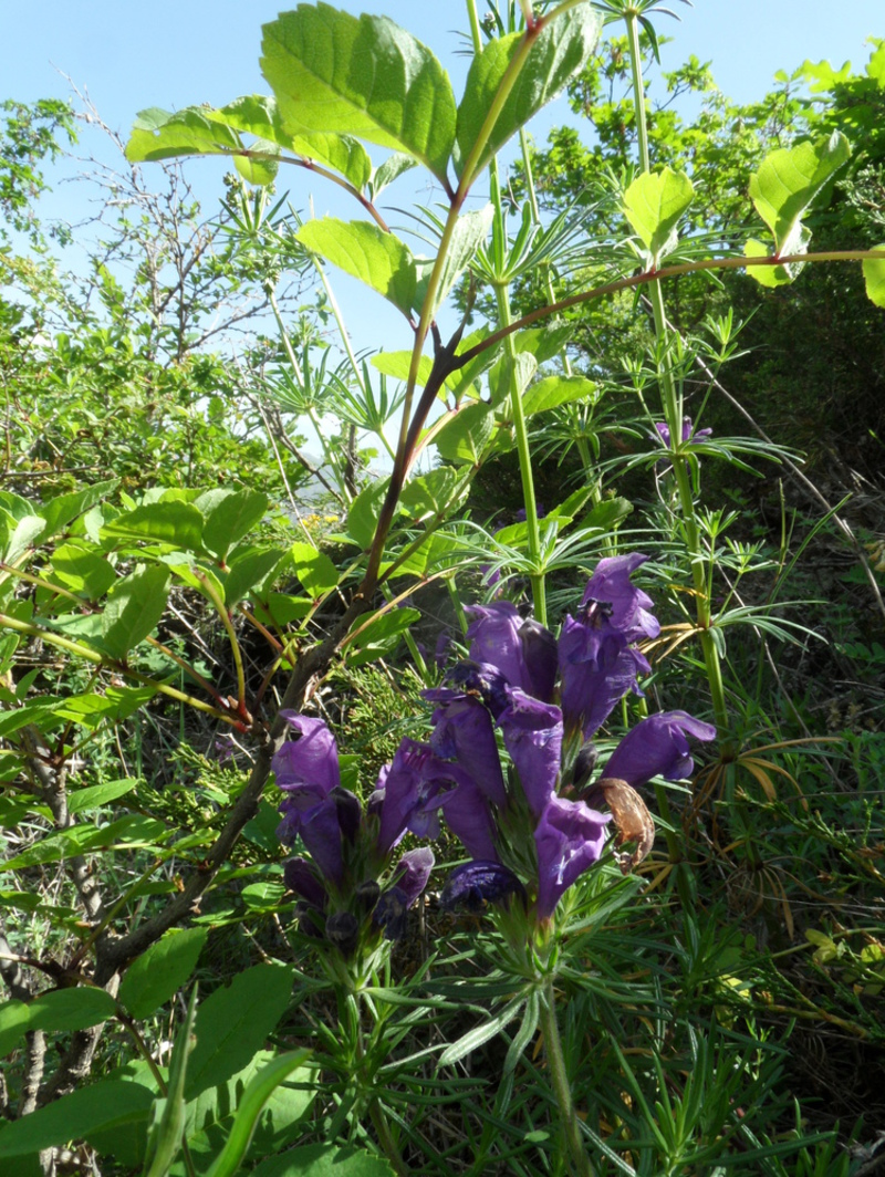 Изображение особи Dracocephalum ruyschiana.