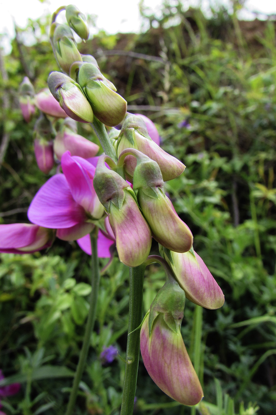 Image of Lathyrus latifolius specimen.