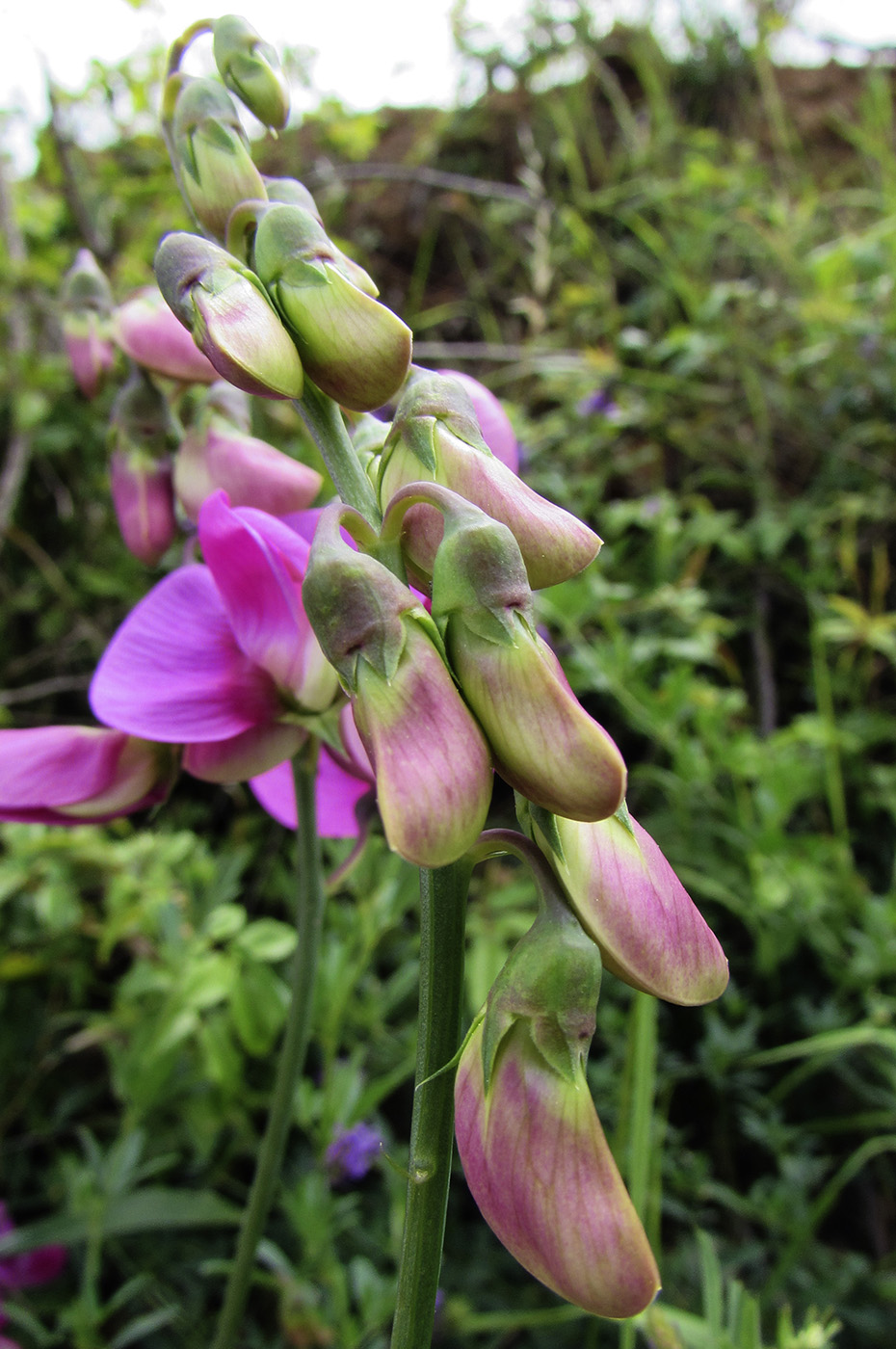 Изображение особи Lathyrus latifolius.