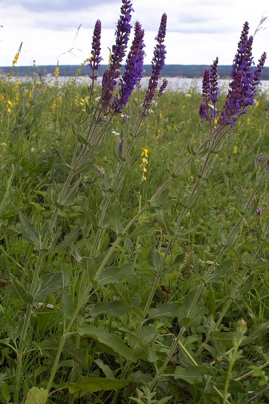 Изображение особи Salvia tesquicola.