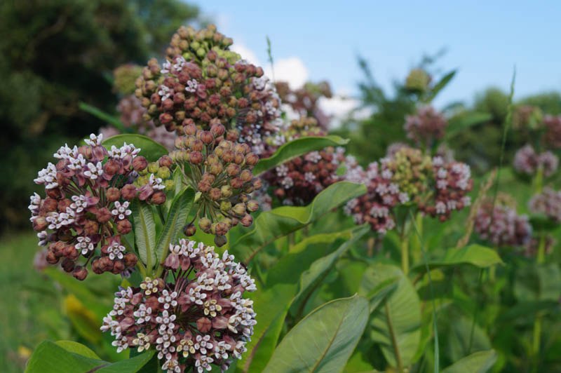 Image of Asclepias syriaca specimen.