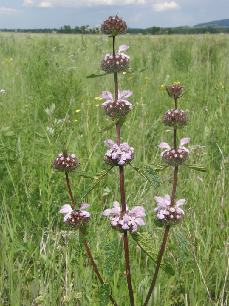 Image of Phlomoides tuberosa specimen.