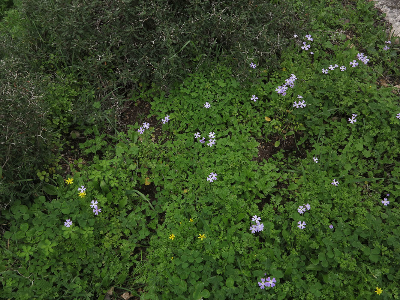 Image of Ricotia lunaria specimen.