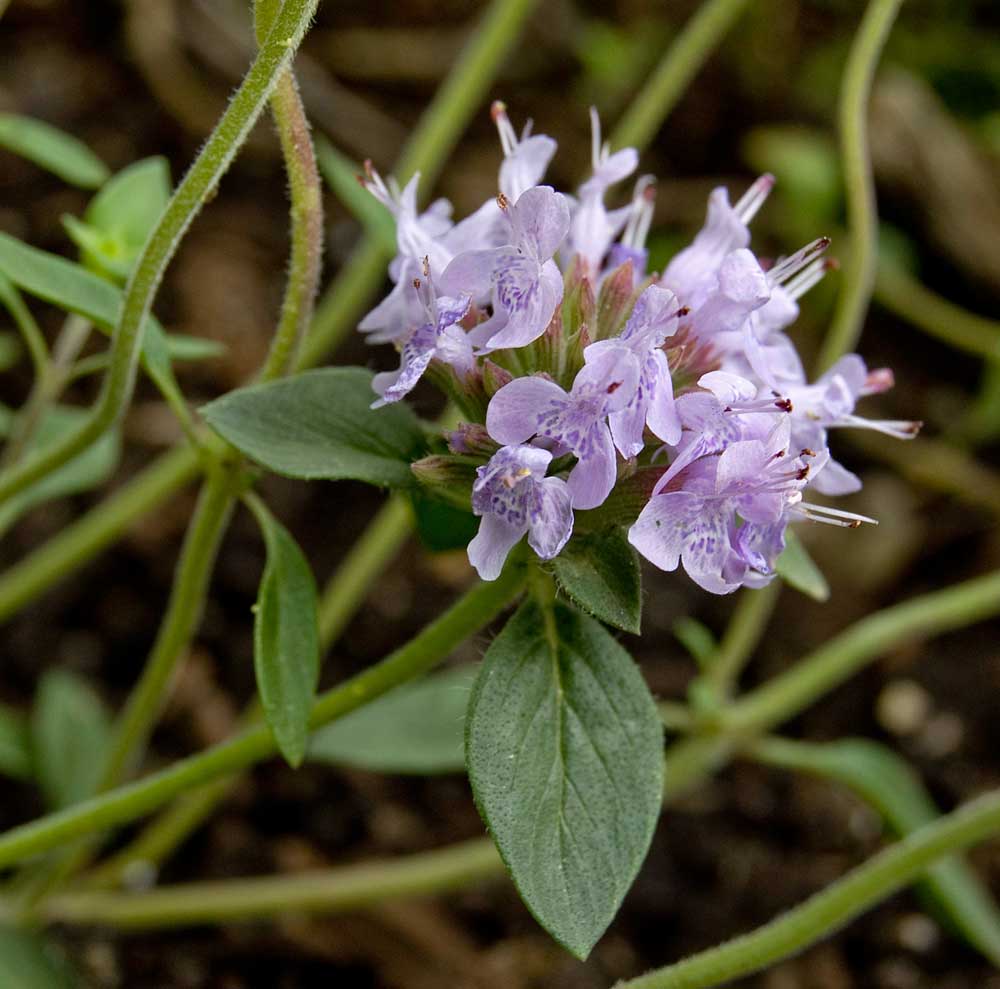 Изображение особи Ziziphora clinopodioides.