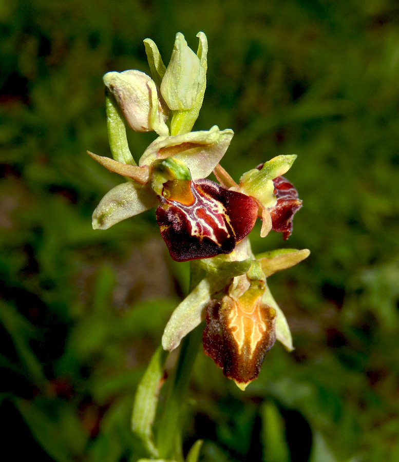 Image of Ophrys mammosa ssp. caucasica specimen.
