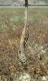Puccinellia fominii. Нижняя часть стебля, вырванного из земли. Крым, окр. Феодосии, Баракольская долина, берег солёного озера. 17 августа 2016 г.