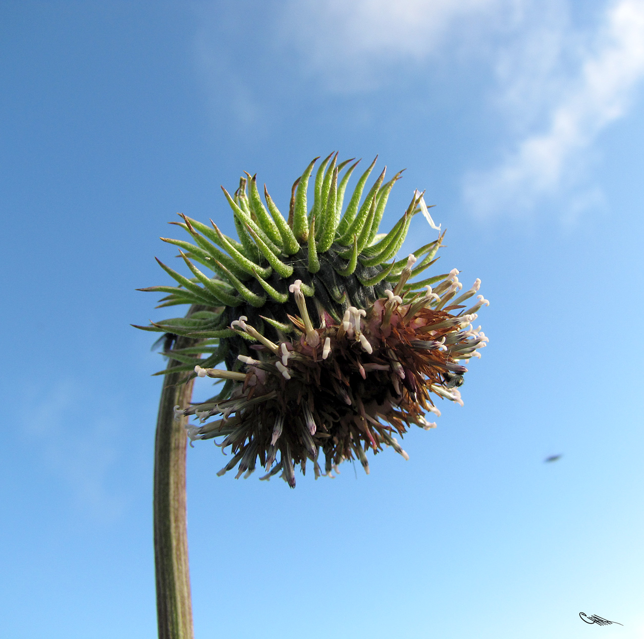 Image of Saussurea frolowii specimen.