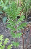 Potentilla conferta. Розеточный лист. Окр. Томска, остепнённый луг. 29.07.2009.
