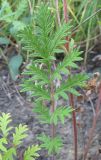 Potentilla conferta