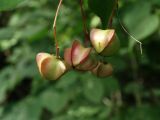 Euonymus maximowiczianus