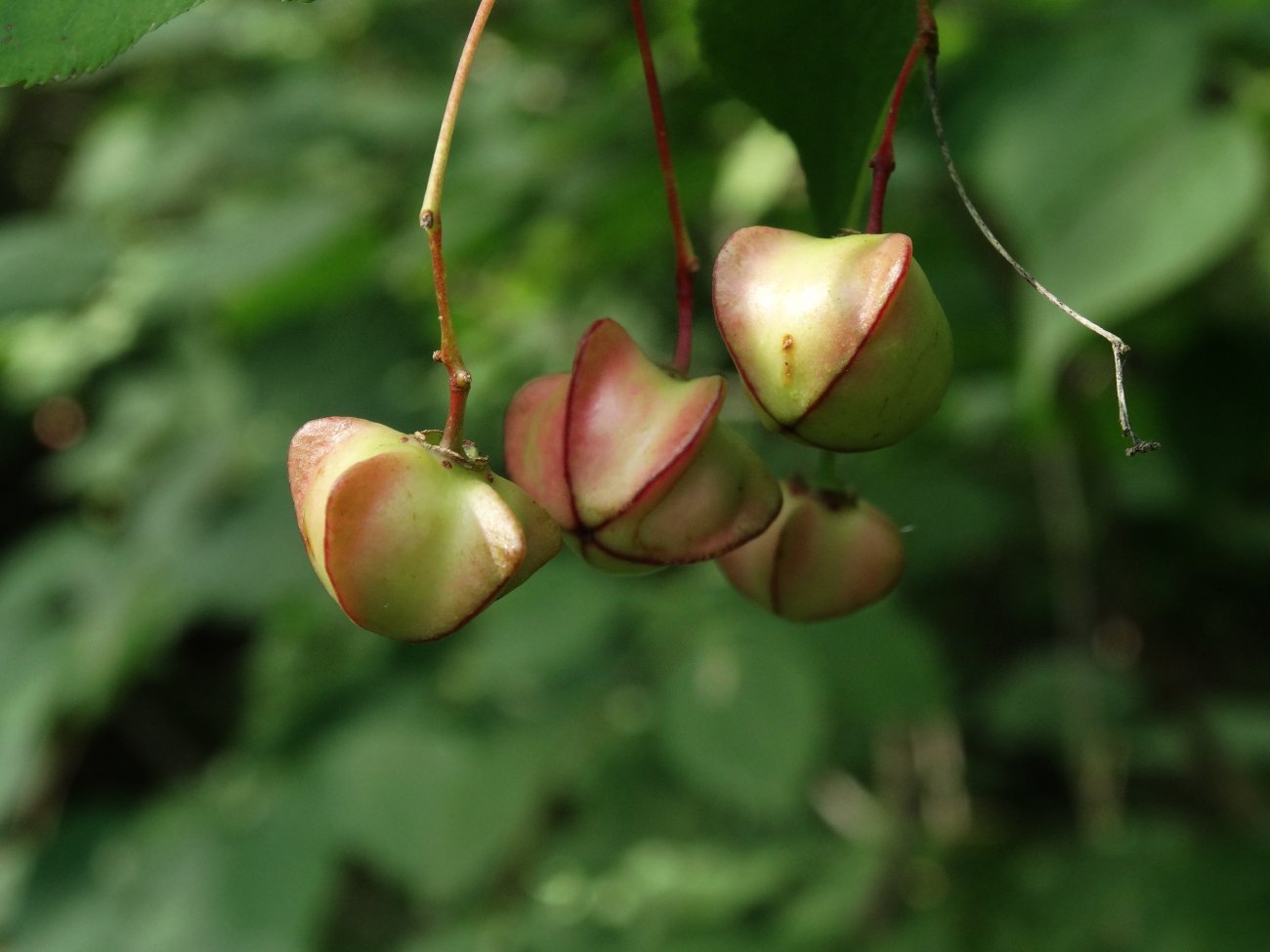 Изображение особи Euonymus maximowiczianus.