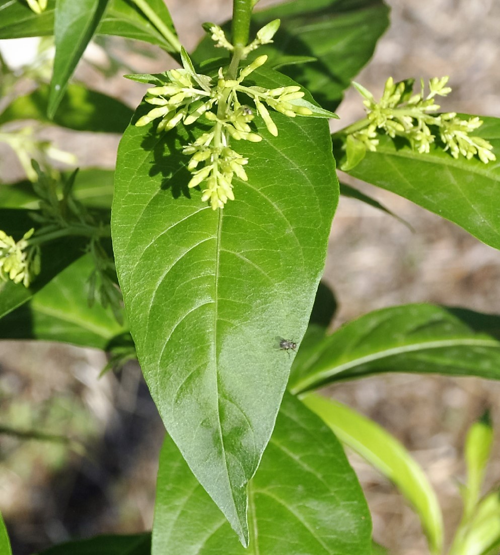 Image of Cestrum nocturnum specimen.