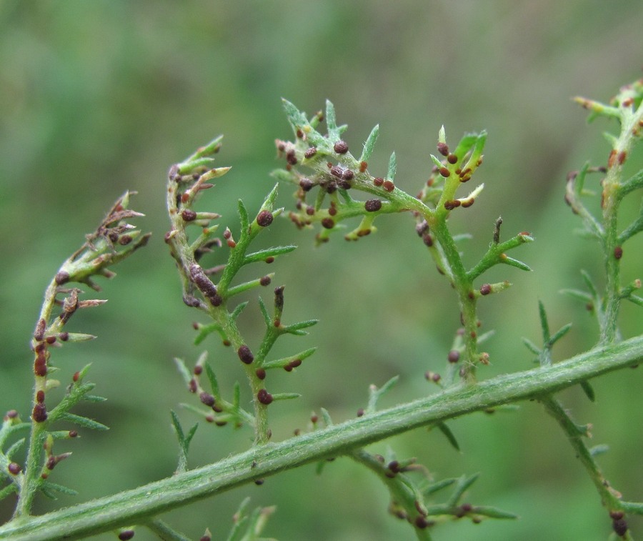 Image of Achillea nobilis specimen.