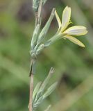 Image of taxon representative. Author is Роланд Цандекидис