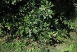 Acokanthera oblongifolia. Верхушки веток с соцветиями. Израиль, Шарон, пос. Кфар Монаш, ботанический сад \"Хават Ганой\". 24.02.2016.