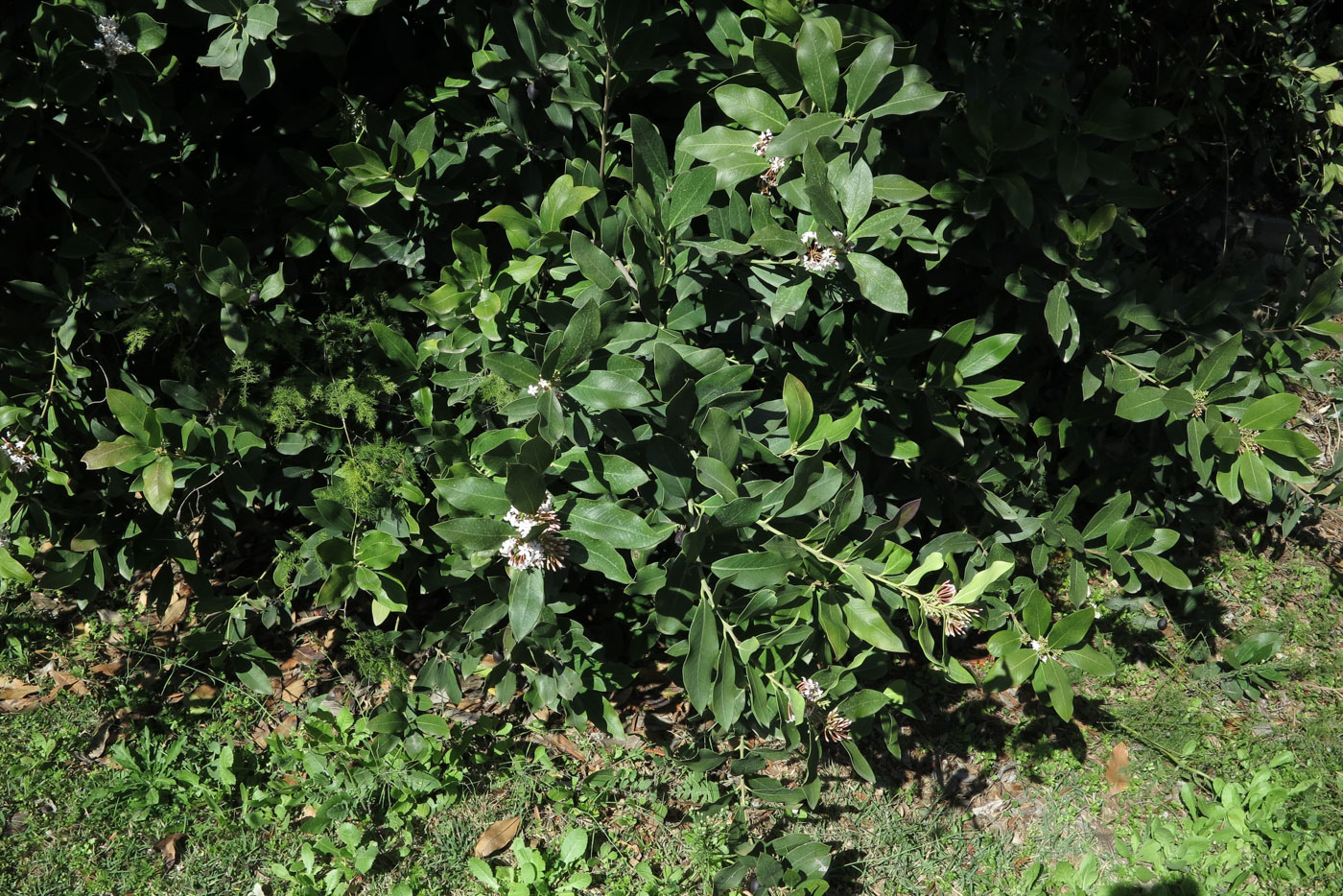 Изображение особи Acokanthera oblongifolia.