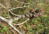 Populus alba. Часть покоящейся ветви с почками. Краснодарский край, Абинский р-н, ст-ца Холмская, окраина луга. 06.11.2016.