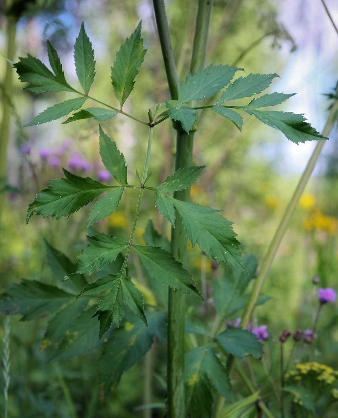 Image of Angelica sylvestris specimen.