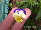 Viola arvensis Murray × Viola wittrockiana