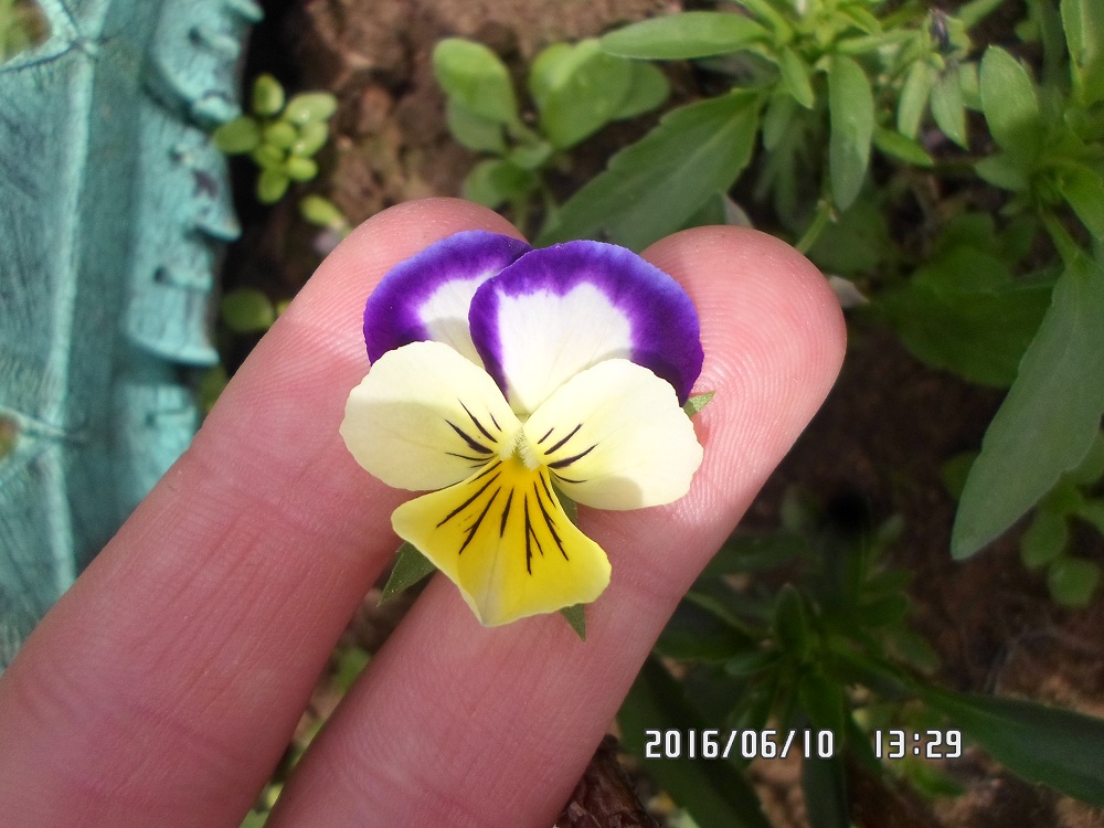 Image of genus Viola specimen.