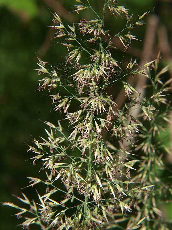 Изображение особи Calamagrostis arundinacea.