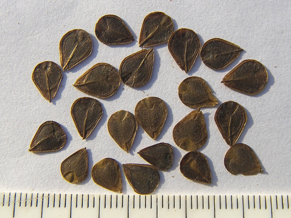 Image of Aristolochia littoralis specimen.