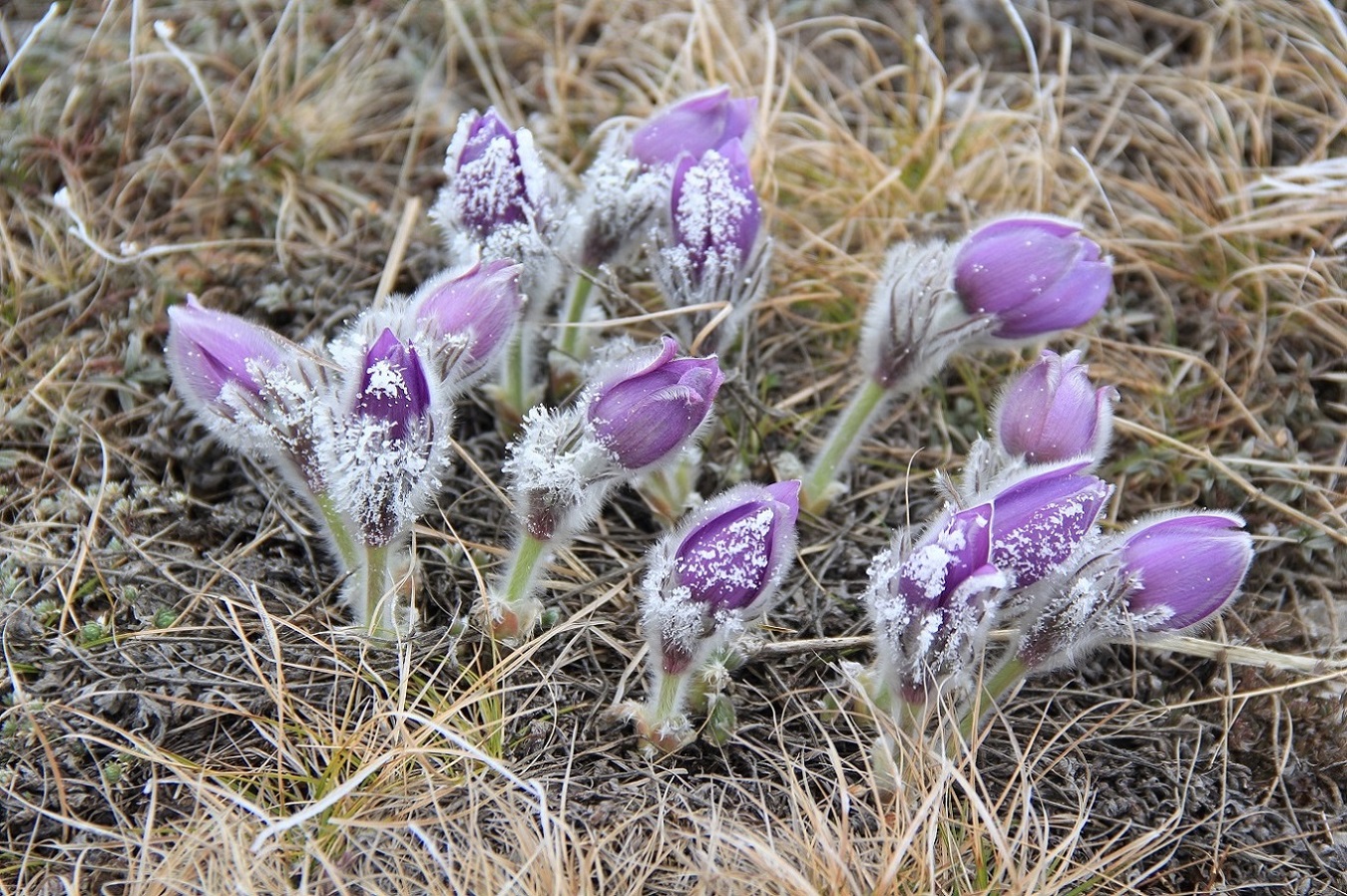 Изображение особи Pulsatilla taurica.