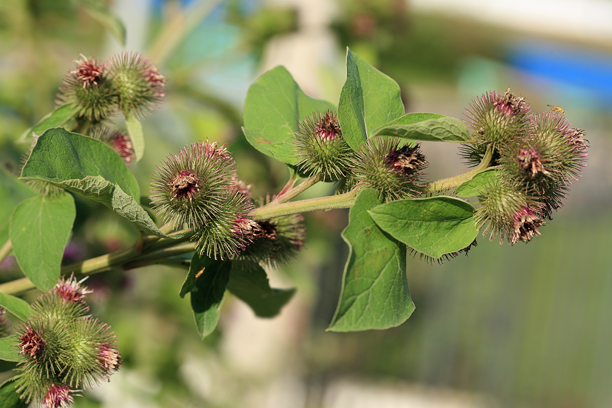 Image of Arctium minus specimen.