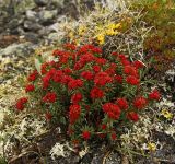 Rhodiola quadrifida. Плодоносящее растение. Восточный Саян, хр. Большой Саян, басс. р. Тисса, р. Хараганта, щебнистый гребень с элементами тундровой растительности. 23.07.2015.