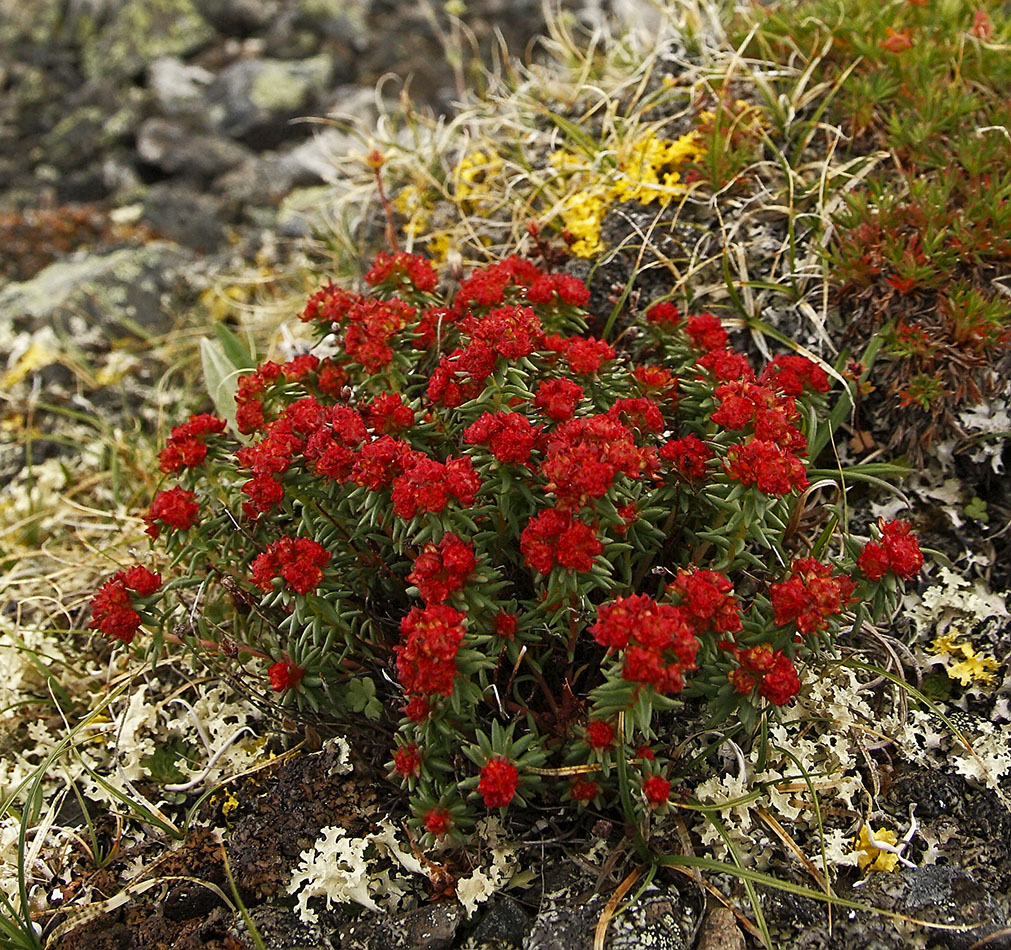 Изображение особи Rhodiola quadrifida.