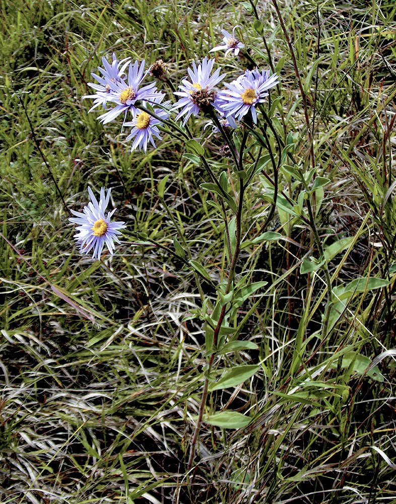 Изображение особи Aster bessarabicus.